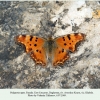 polygonia egea daghestan female 1